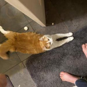 Lost Cat Franklin