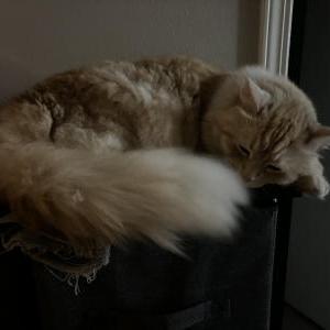 Lost Cat Mochi
