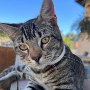 Lost Cat Sushi