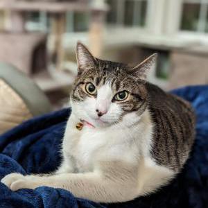 Lost Cat Leia