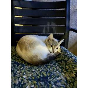 Found Cat Unknown