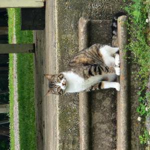 Lost Cat Bryer