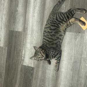 Lost Cat Leeloo