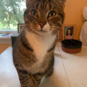 Lost Cat Jackie