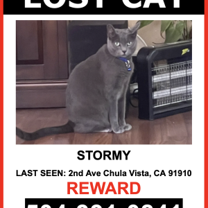 Lost Cat Stormy