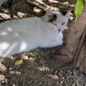Found Cat Unknown