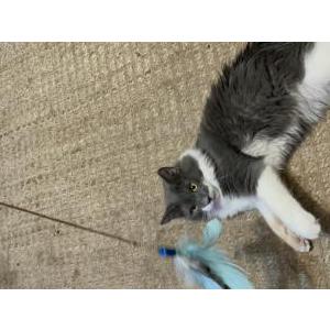 Lost Cat Einstein