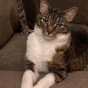 Lost Cat Mia