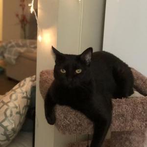Lost Cat Sylvia