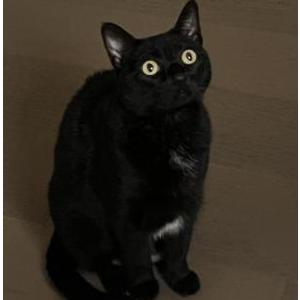 Lost Cat Emily