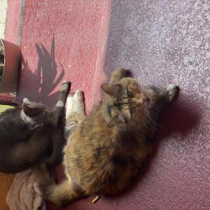 Lost Cat Princess