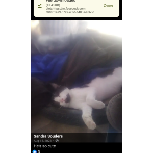 Lost Cat Noah