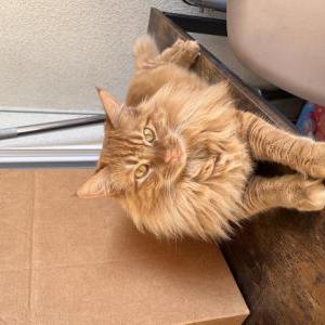 Lost Cat Winnie