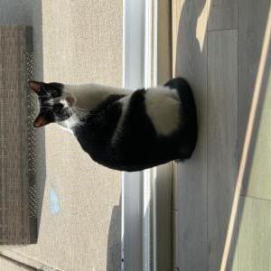 Lost Cat Stella