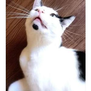 Lost Cat Ralphie