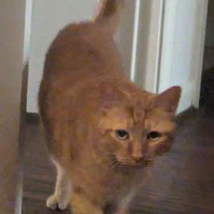 Lost Cat Bruno
