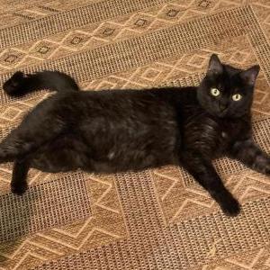 Lost Cat Levi