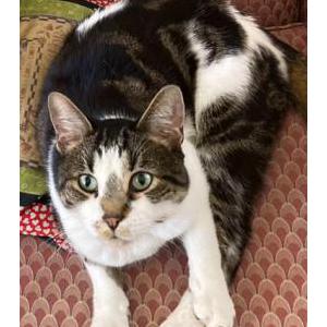 Lost Cat Lincoln