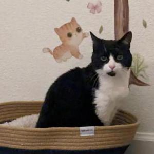 Lost Cat Cleo