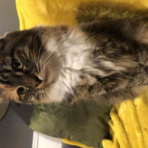 Lost Cat Muschi