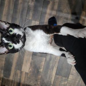 Lost Cat Kitten