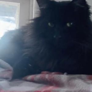 Lost Cat Samson