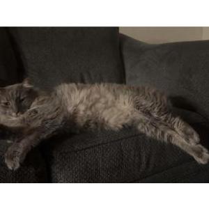 Lost Cat Stormi