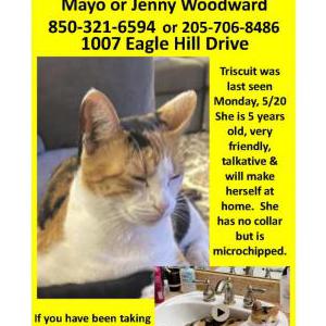 Lost Cat Triscuit