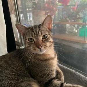 Lost Cat Dusty