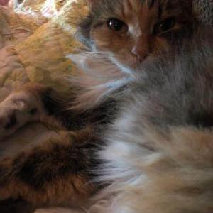 Lost Cat Sparks