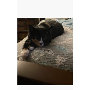 Lost Cat Bonnie