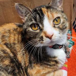 Lost Cat Azreal