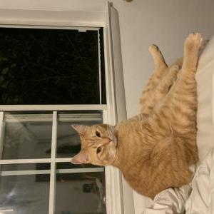 Lost Cat Izzy