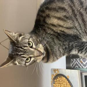 Lost Cat Winston