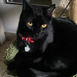 Lost Cat Chrollo