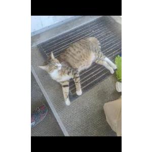 Lost Cat Trigger