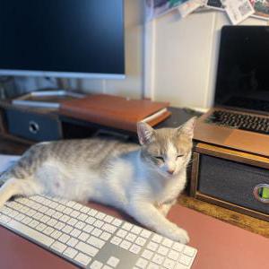 Lost Cat Teddy