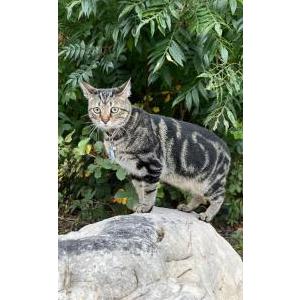 Lost Cat Donald