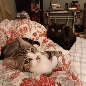 Lost Cat Cleo