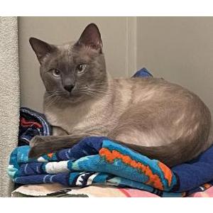 Lost Cat Sam