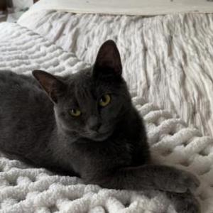 Lost Cat Mya