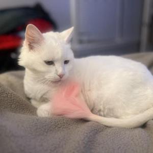 Lost Cat Luna