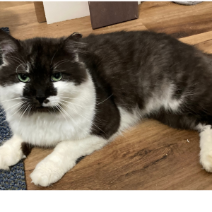 Lost Cat ERROL