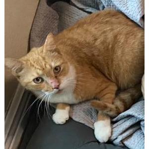 Lost Cat Germ