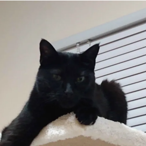 Lost Cat Kain
