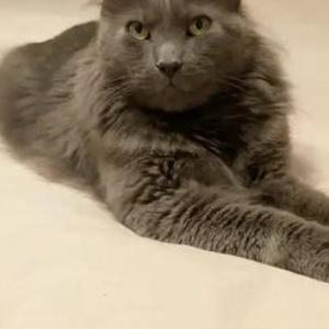 Lost Cat Pix