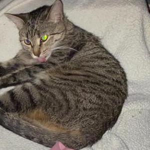 Lost Cat Nova