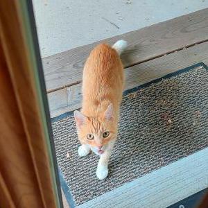 Found Cat unknown