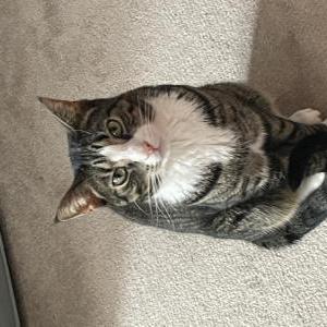 Lost Cat Piggy