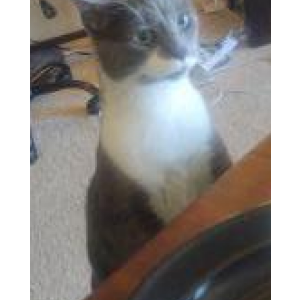 Lost Cat Belle